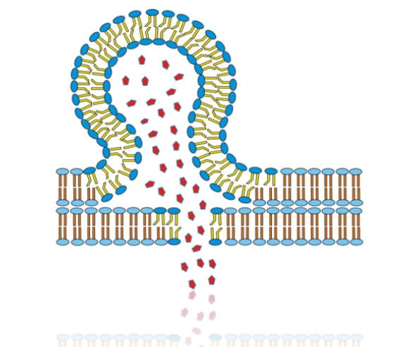 FSKIN BODY ΝΙΟΣΩΜΑΤΑ