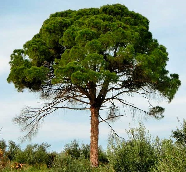 Εκχύλισμα  Pinus Pinaster